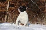 BOULEDOGUE FRANCAIS 966